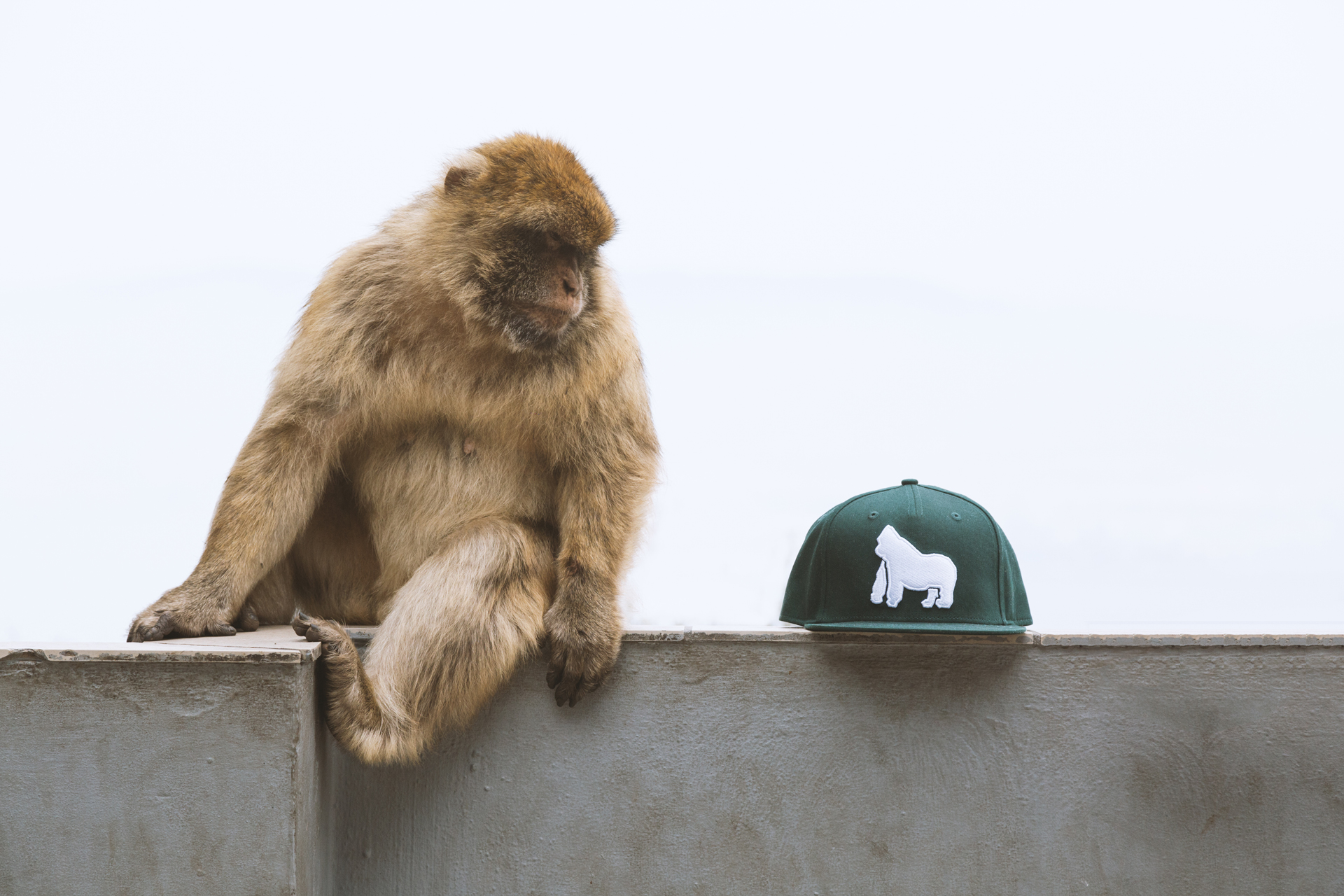 Affestaa Cap green Photo by AIRVISION